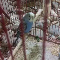 یک عدد مرغ ماده