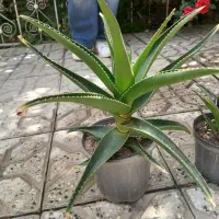 گل کاکتوس و آلوورا