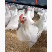 نیازمندکارگر مرغداری برای کار درمرغداری حقوق تا30