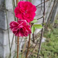 دودتا سیم کارت ثابت و اعتباری جفت