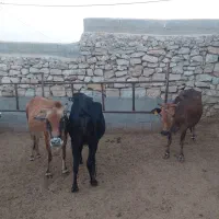 فروش سه کامیون کمپرسی کود گاوی خشک