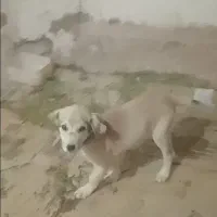 سگ عراقی|سگ|خرمدشت, |دیوار