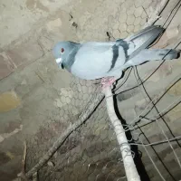 کسی خواست پیام بده