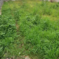 فروش ۲۶۹ متر زمین مسکونی در بالالموک