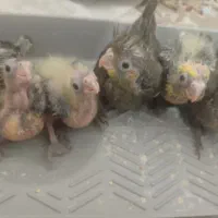 جوجه عروس هلندی سرلاکی