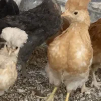 جوجه با بهترین قیمت دو ماهه