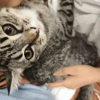 گربه دیش|گربه|بهارستان, |دیوار