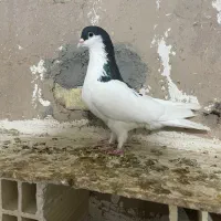 کبوتر سیاه پوش و طوقی