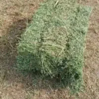 فروش علف یونجه و خشه خالص