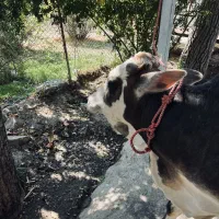 گوساله بزغاله  میش گوسفند