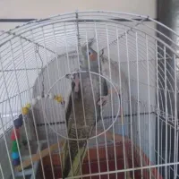 پرنده ها بالغ و تخم گذار