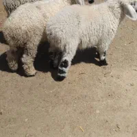 درموردگوسفند