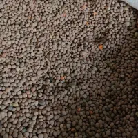 عدس|خوردنی و آشامیدنی|دورود, |دیوار