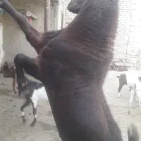 سلام خریدار بودی زنگ بزن