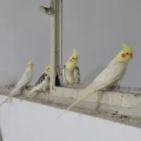عروس هلندی جفت