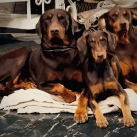 دوبرمن اصیل نر و ماده