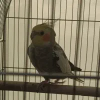 عروس هلندی