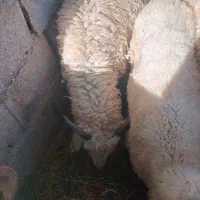 فروش بره|حیوانات مزرعه|بم, |دیوار