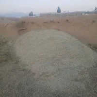 همه گیاه