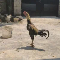 تک خروس لاری صابونی