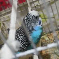 ۱جفت مرغ عشق سرحال