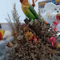 پرنده دکوری