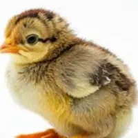 فروش جوجه یکروزه تا 4ماهه و جوجه بلدرچین کوهی