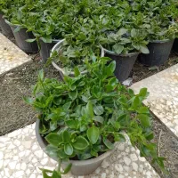 فروش یکجا وتعدادگل یخ به قیمت کلی