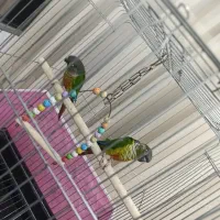 طوطی|پرنده|پرند, فاز ۵|دیوار