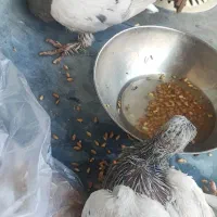 فروش کبوتر