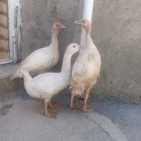 بوقلمون یاقل