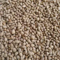 الوک، بادام کوهی