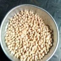 فروش نخود ریز سرحد