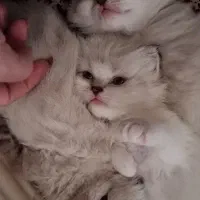 گربه نژاد دار اصیل