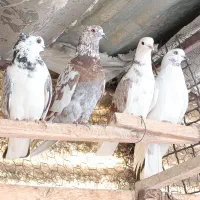 5 تا کفتر پرشی گرفتنی