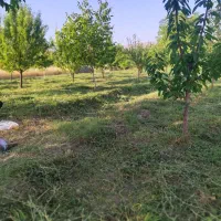 فروش-باغ-هزار-متری-بر-اصلی-دهبوره