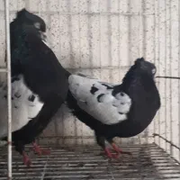 کبوتر اشعل و سینه ای