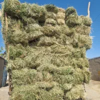 پرس شبدر