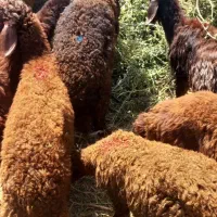 بره|حیوانات مزرعه|اردبیل, |دیوار