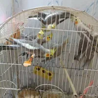 عروس هلندی سخنگو