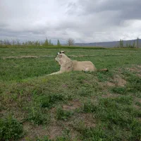 سگ ماده