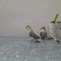 ۲ تا دونه طوطی برزیلی رنگ خاص و زیبا ، باقفس ،