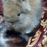 خرگوش
