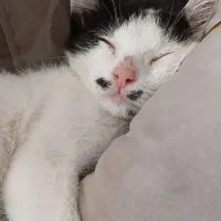 بچه گربه گمشده