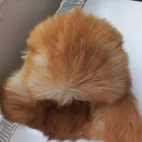 کلاه روسی اصل