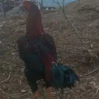 جوجه لاری  اصل