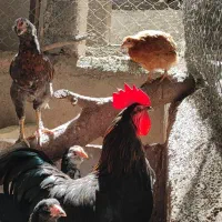 خروس سیاه گلپایگانی