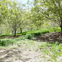 باغ گردوحدود۲۰۰۰متر