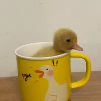 جوجه اردک کال گرید A