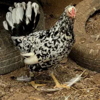 تخم مرغ نطفه دار نژاد گلین لری